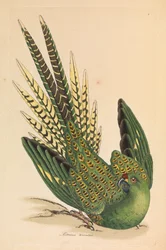 Bodenpapagei, Psittacus terrestris